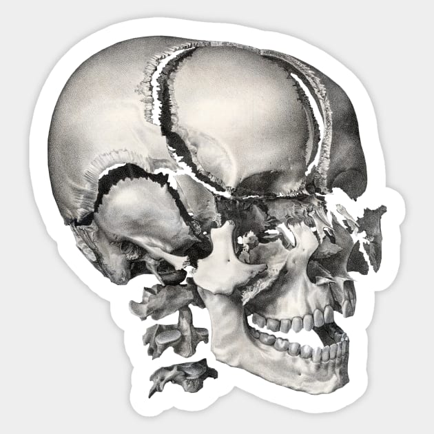 Vintage Science, Antique Human Anatomy Skull Sticker by MasterpieceCafe